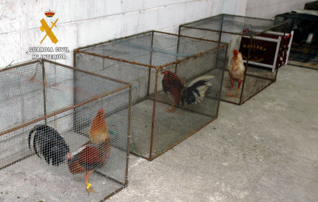 Diecinueve detenidos por organizar y participar en peleas de gallos en Cartes