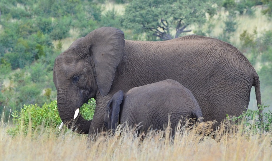 Elefante africano con su cru00eda