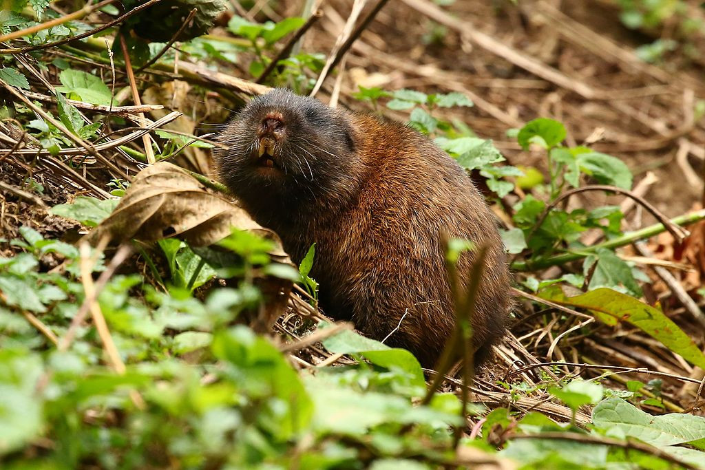 Rata topo africana