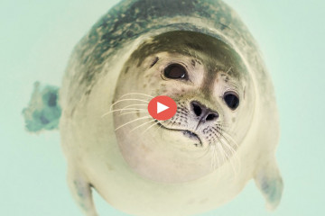 Foca ártica Reducción de O2 en océanos hace peligrar las especies antárticas video