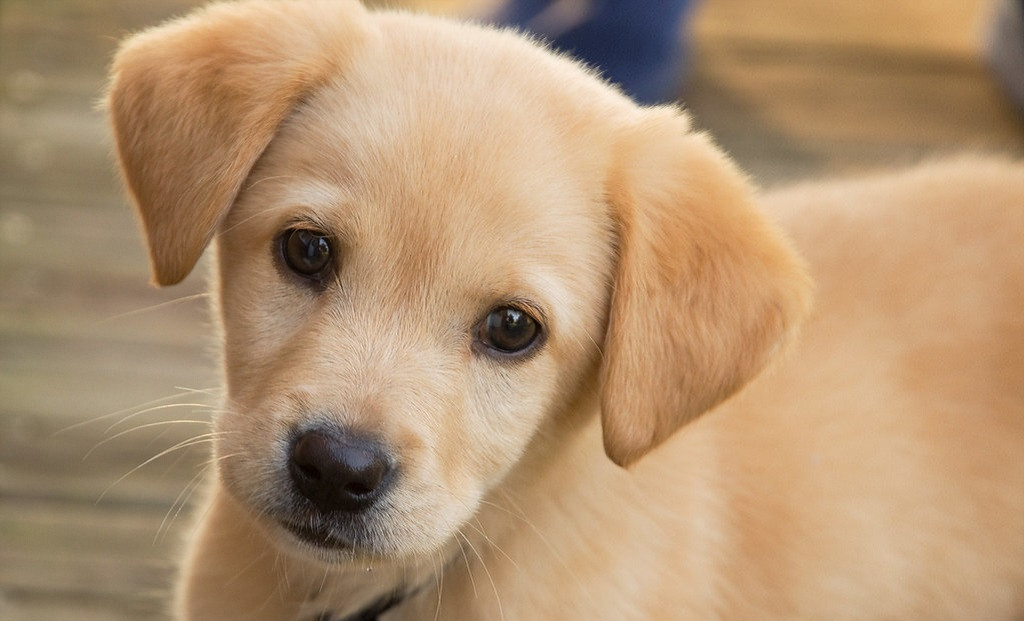 Un cachorro de perro