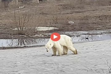Un oso polar hambriento deambula por la ciudad rusa en busca de comida video
