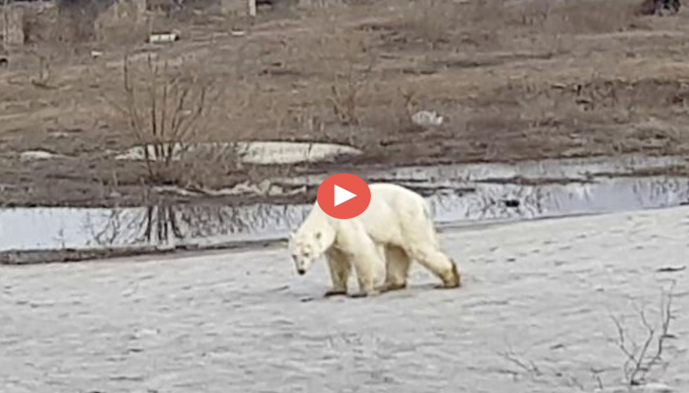 Un oso polar hambriento deambula por la ciudad rusa en busca de comida video