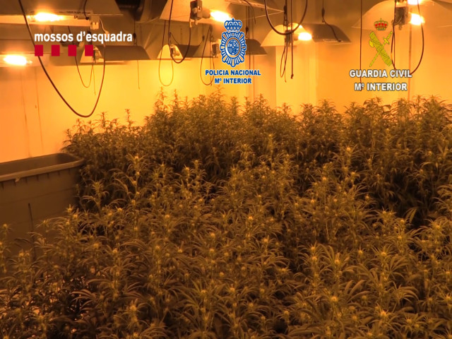 Cae un clan familiar que ocultaba un cultivo de marihuana en un subterráneo