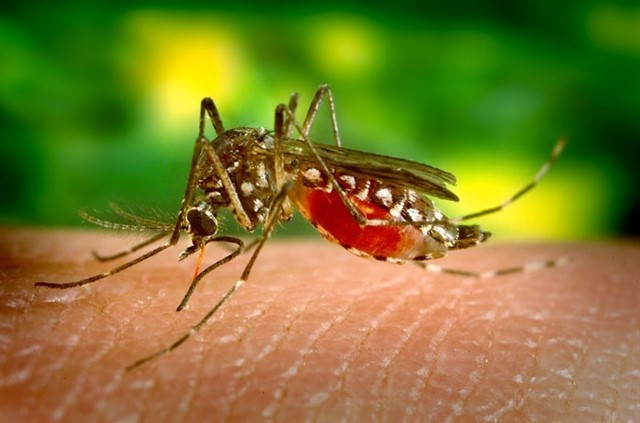Aedes aegypti, el mosquito transmisor del Dengue y otras enfermedades tropicales