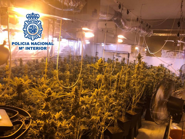 Las 265 plantas intervenidas en Padul