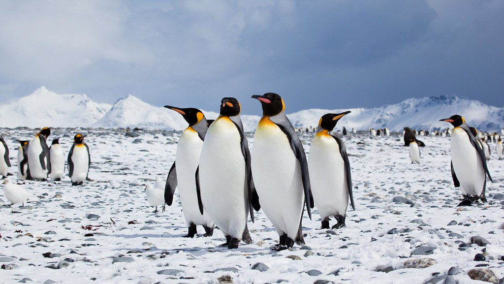 Grupo de pingüinos en la Antártida