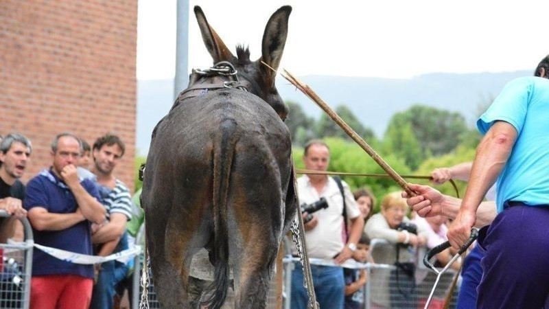 Pruebas de arrastre de piedra con animales en fiestas de Leioa (Bizkaia)