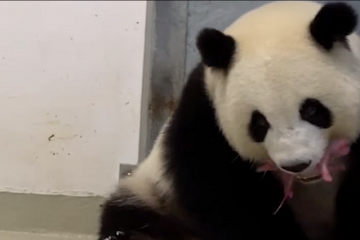 Nacen los primeros osos panda en cautiverio en Alemania