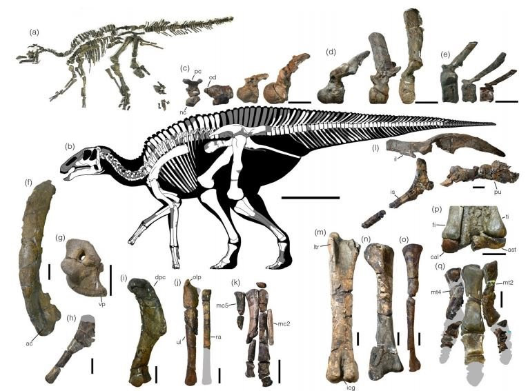Esquema de la reconstrucciu00f3n del esqueleto del Kamuysaurus japonicus, mostrando las piezas halladas del espu00e9cimen