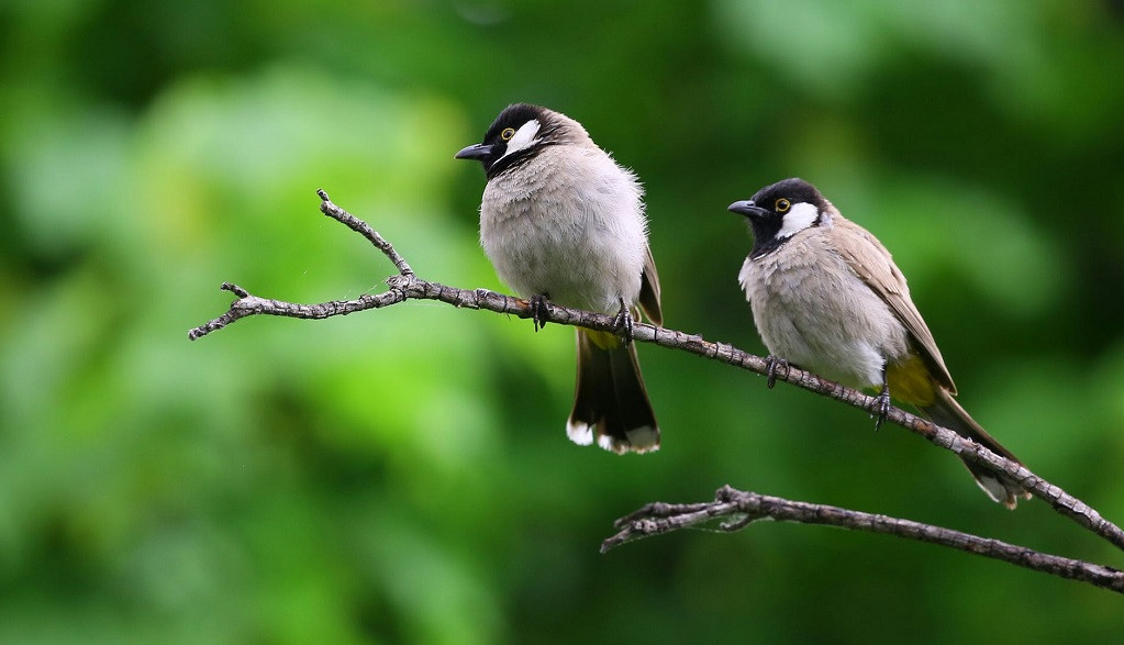 Dos pu00e1jaros posados en una rama, pu00e1jaro, aves, ave
