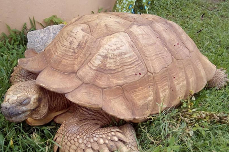 Alagba, una tortuga gigante considerada la mu00e1s antigua de u00c1frica, muriu00f3 a la edad de 344 au00f1os en Nigeria.