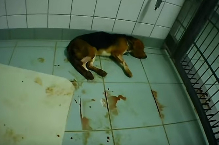 Monos en jaulas y perros ensangrentados Así es el laboratorio de los horrores en Alemania