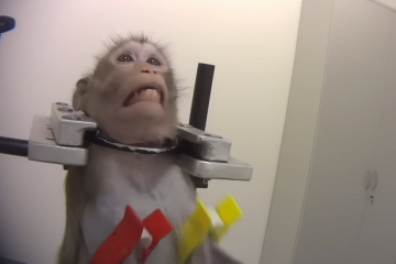 Simio sometido a experimentos