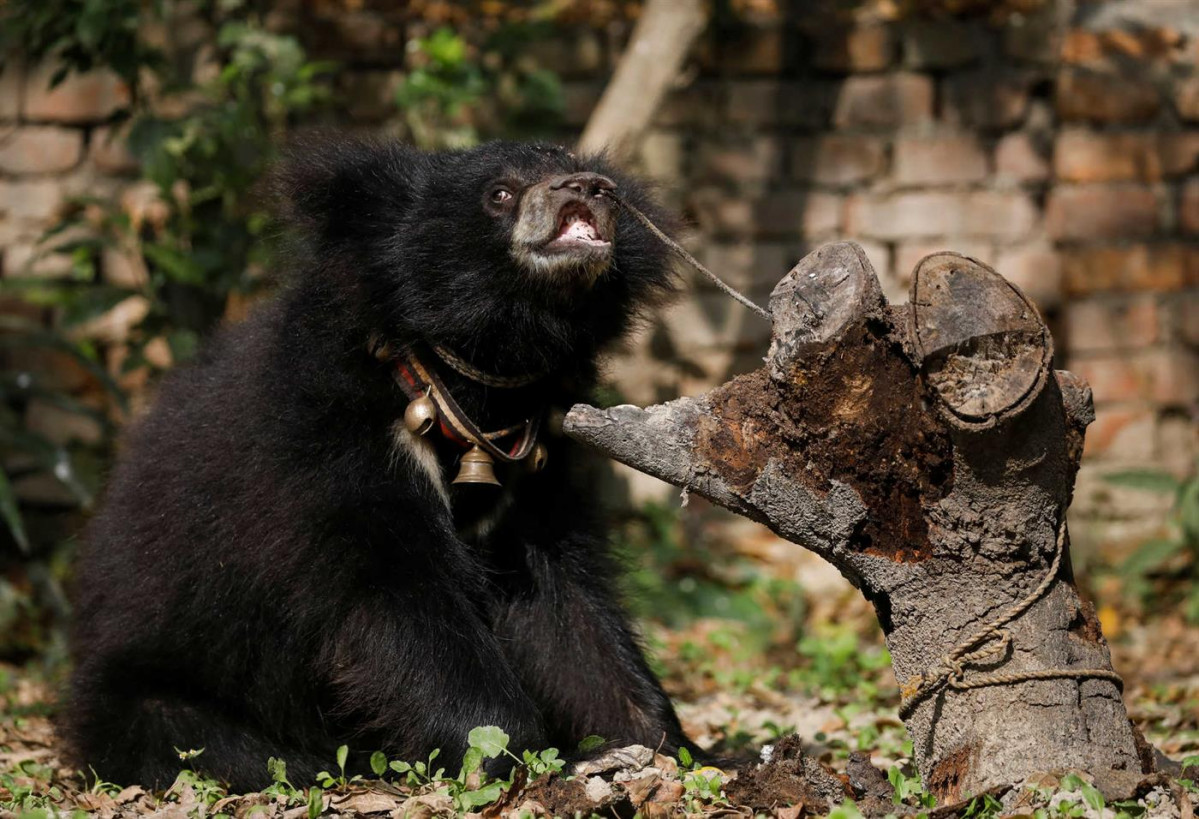 Rescatan a un oso al que tenu00edan atado por la nariz