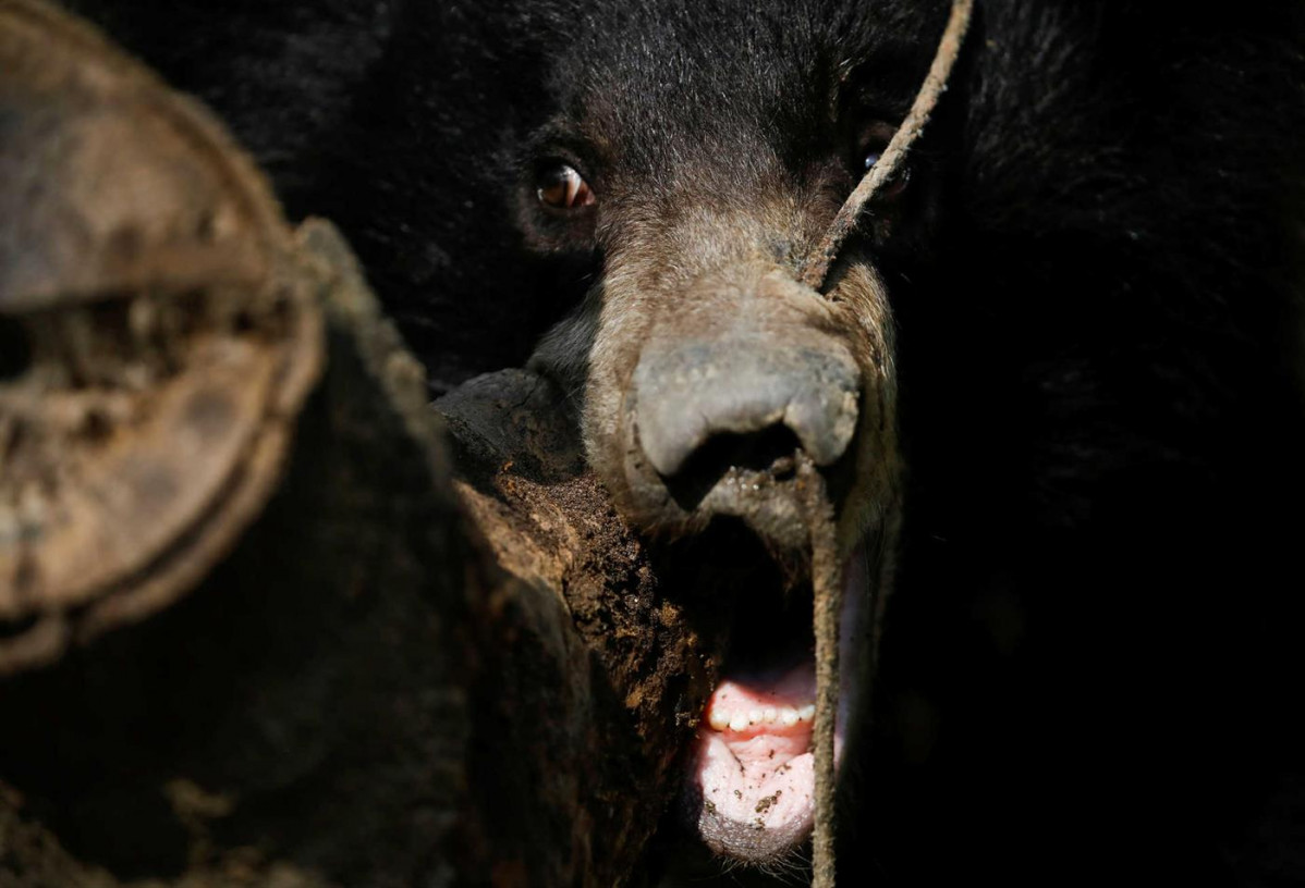 Rescatan a un oso al que tenu00edan atado por la nariz 2