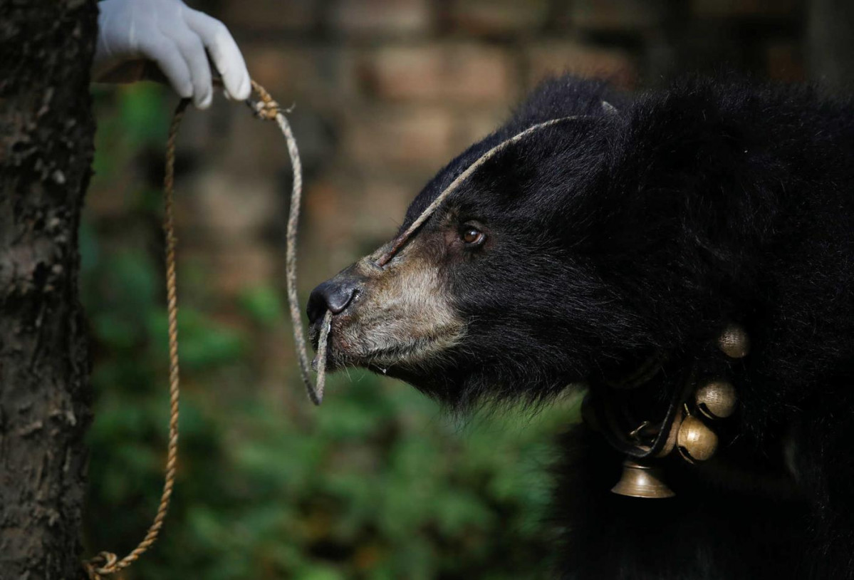 Rescatan a un oso al que tenu00edan atado por la nariz 3