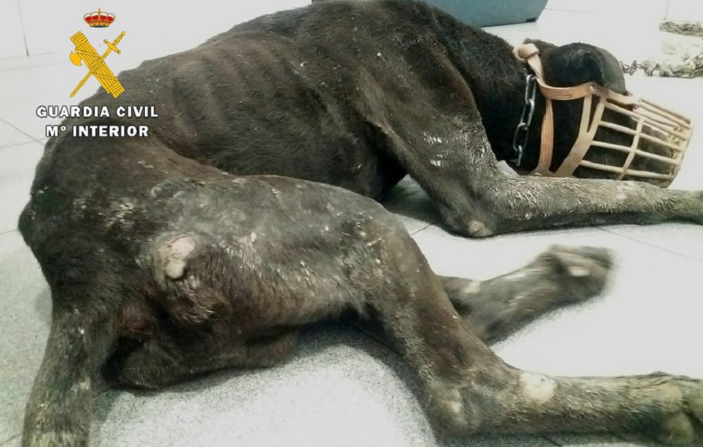 Dos personas en Burgos investigadas por tener atado a un perro malnutrido y lleno de llagas