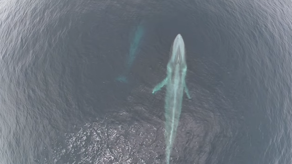  fotos de ballena azul