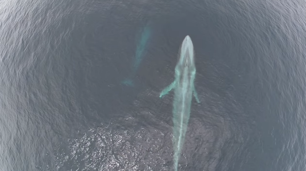 Una ballena azul vista desde el cielo