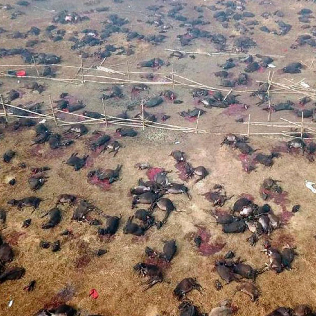 Miles de animales decapitados en el Festival de Gadhimai