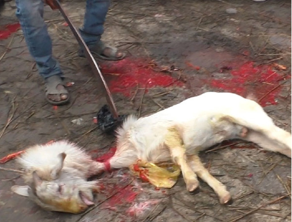 Cabra decapitada en el Festival de Gadhimai