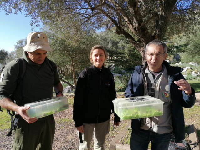 Varios técnicos liberan ejemplares de sapillo balear en la Serra de Tramuntana.