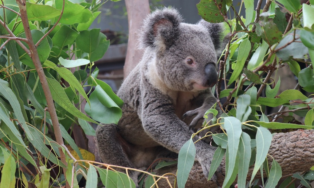 Un koala