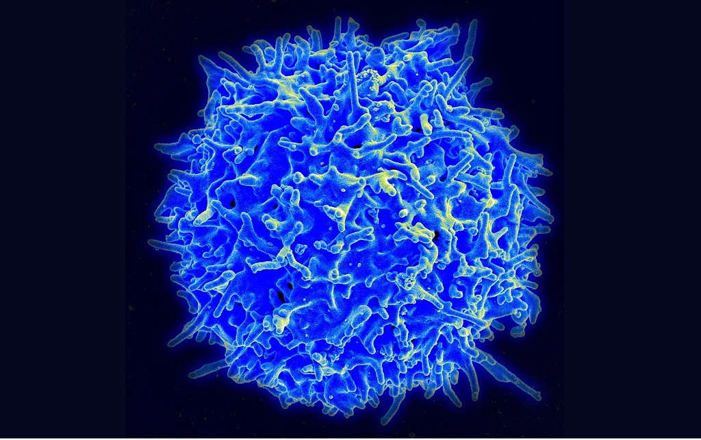 Micrografu00eda de un linfocito T humano