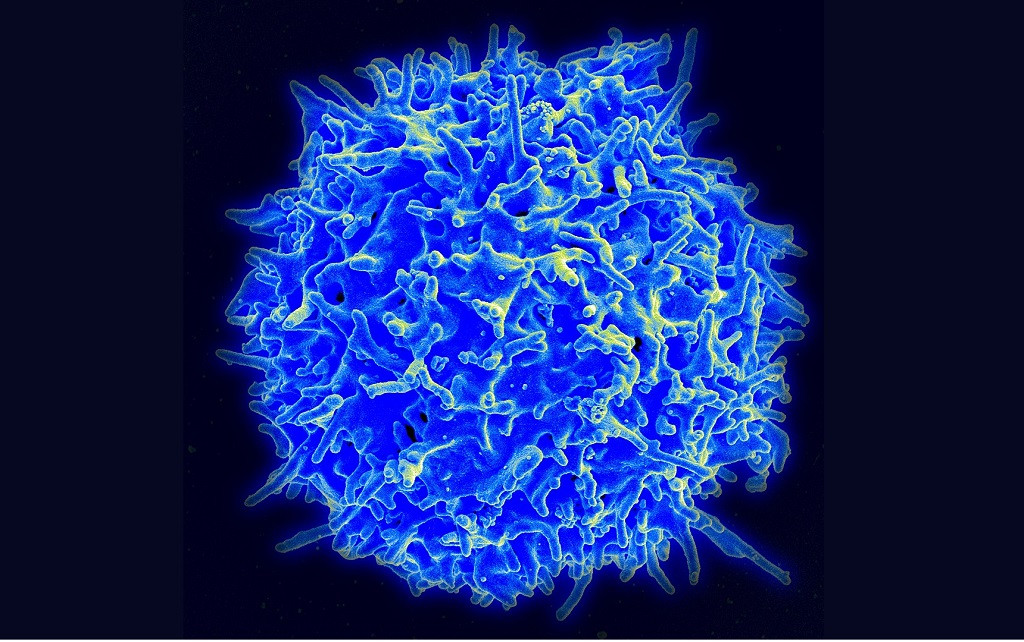 Micrografu00eda de un linfocito T humano