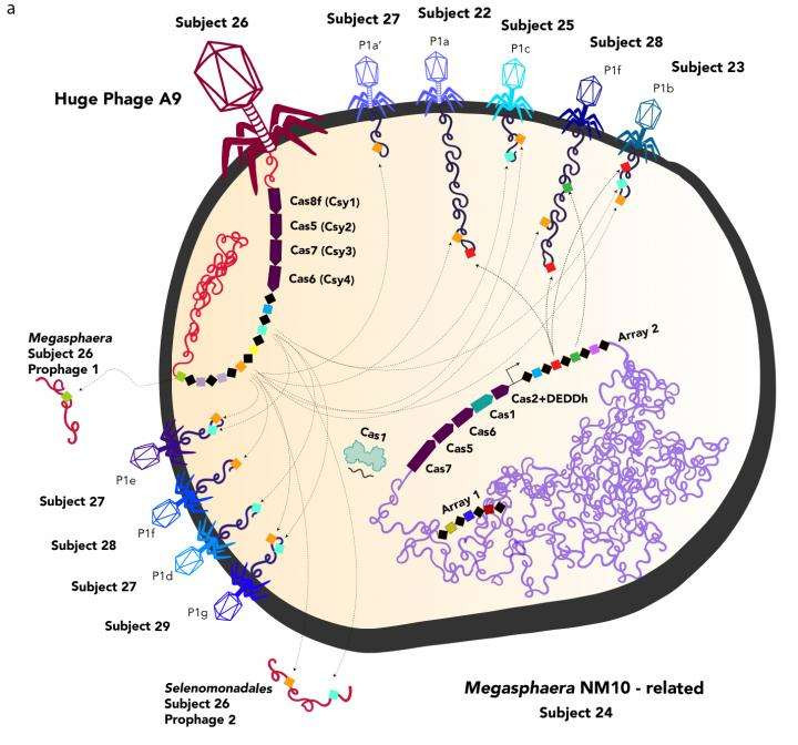 Diferentes virus intentando infectar a una bacteria UC Berkeley