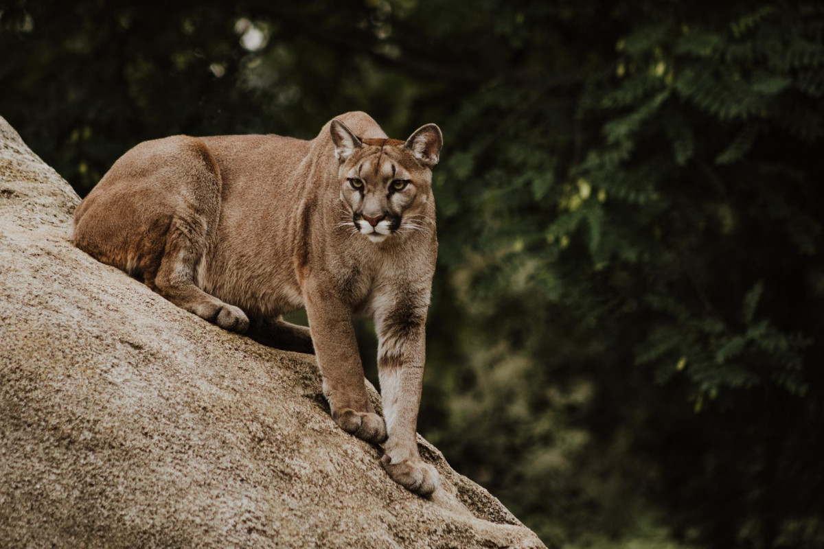 Priscilla du preez 6bZQonml5do unsplash