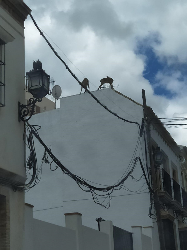 Cabras en un tejado de Morón durante el estado de alarma