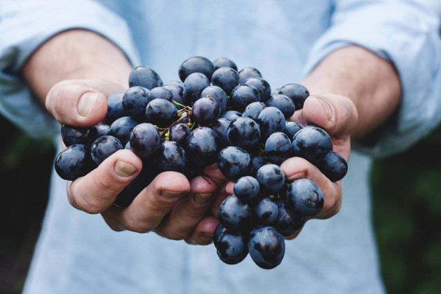Grandes bodegas se unen para reclamar apoyo para el sector