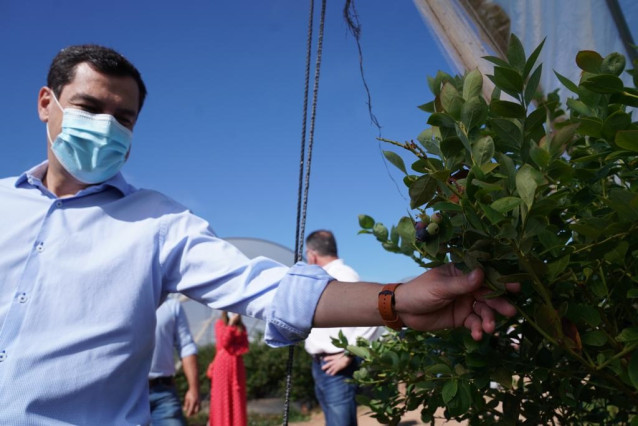 El presidente de la Junta, Juanma Moreno, visita una finca de arándanos.