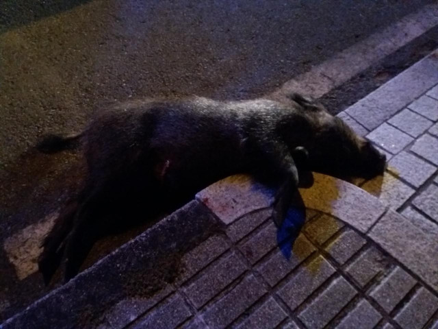 Jabalí abatido por la Policia Local de Vigo, cuando merodeaba por la vía pública en el barrio vigués de Coia.