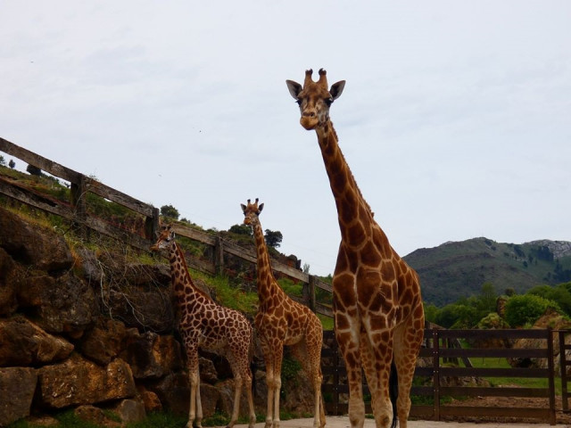 Jirafas en Cabárceno