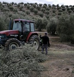 Un tractor en una explotación oleícola.