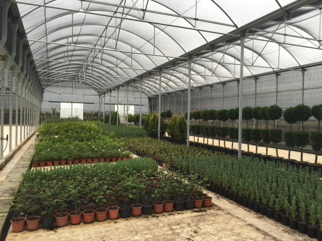 Plantas de vivero