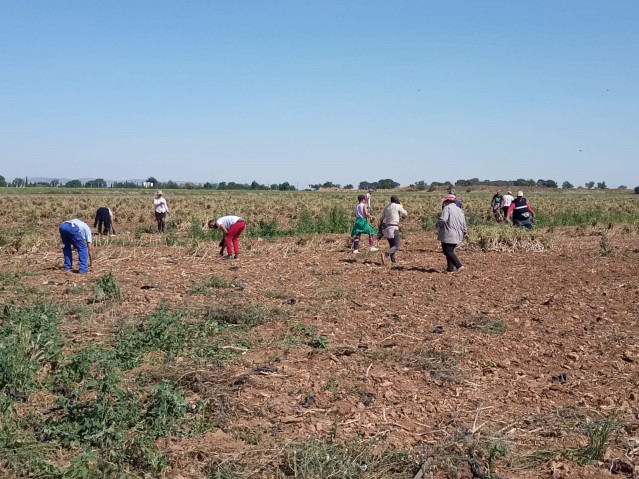 Temporeros trabajando en el campo