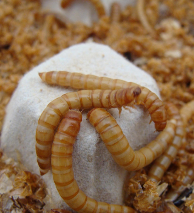 Larvas tenebrio molitor