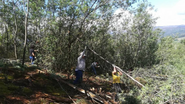 Imagen de brigadistas eliminando árboles invasores.