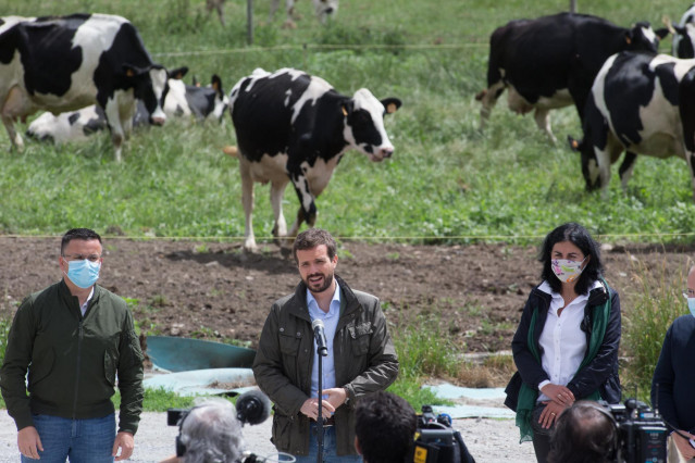 El presidente del PP, Pablo Casado, durante su visita a una explotación láctea, en Cospeito, Lugo, Galicia (España), a 29 de junio de 2020.
