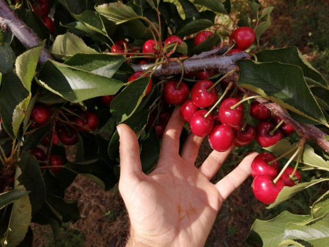 Fruta
