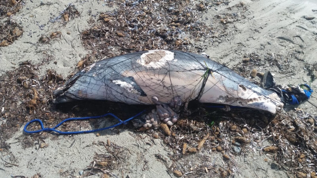 Restos de un delfín en una playa de Ibiza