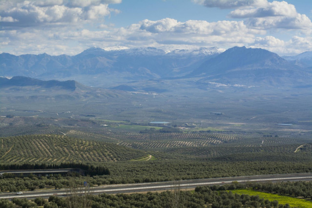 Campos de olivos en Jaén