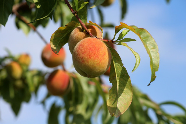 Fruta  dulce