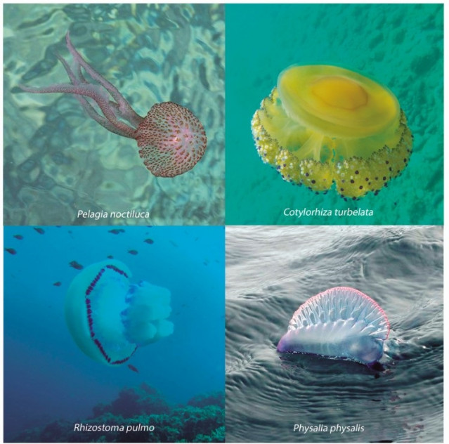 Una investigación de la Universidad de Málaga apunta que la confluencia de la Costa del Sol oriental y la tropical de Granada es la franja del litoral andaluz con más avistamiento de medusas
