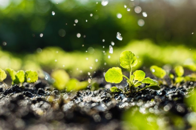 El consumo de agua para riego