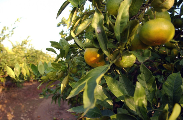 Campo de naranjos.